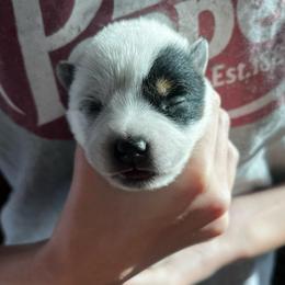 Boy 2 - Blue male Australian Cattle Dog puppy in Irvington, Kentucky from Dry Valley’s Australian Cattle Dogs