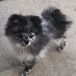 Marley - Pomeranian