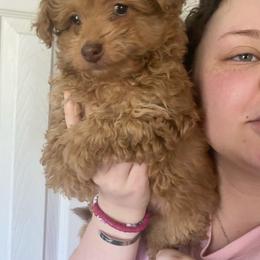Petunia - Red female Aussiedoodle puppy in Columbia, Kentucky from Burton's Precious Doodles