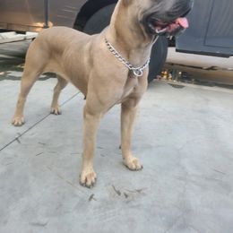 Daphne - Cane Corso