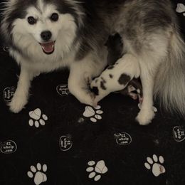 Pomsky Puppies from Bluepomski Puppies & Stud Services Of South West Florida