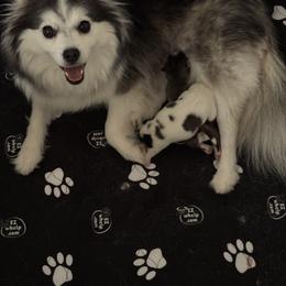 Pomsky Puppies from Bluepomski Puppies & Stud Services Of South West Florida