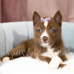 Luna - Red and white female Siberian Husky puppy in Richland, Mississippi from Feazell’s Siberian Huskies