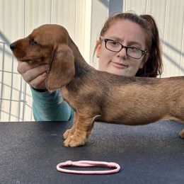 Dachshund Puppies from Passport Dachshunds