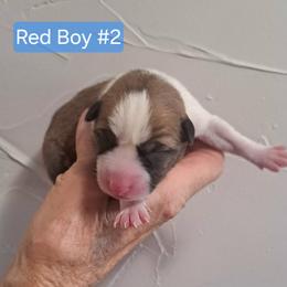 Red Boy 2 - Red and white male Basenji puppy in Tuttle, Oklahoma from Steadfast Farm (SFF)