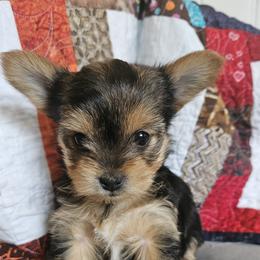 Holly - Black and gold female Yorkshire Terrier puppy in Myerstown, Pennsylvania from Rosanna Brubacker