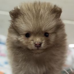 Ryder - Chocolate sable male Pomeranian puppy in Silver Springs, New York from Humehill