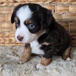 Kitty - Red merle female Miniature Australian Shepherd puppy in Paris, Texas from Blue Envy Mini Aussies