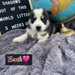 Earth - Black tan and white female Siberian Husky puppy in Lagro, Indiana from Siberian Huskies-Beckham the Great