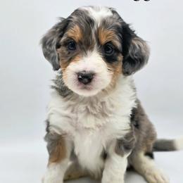Jagger - Blue merle male Aussiedoodle puppy in Lancaster, Minnesota from Wilson Cattle Co.