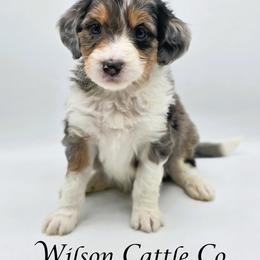 Jagger - Blue merle male Aussiedoodle puppy in Lancaster, Minnesota from Wilson Cattle Co.