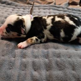 Iris (Lavender Collar) - Blue merle female Australian Shepherd puppy in Okeechobee, Florida from Rothsolid Puppies