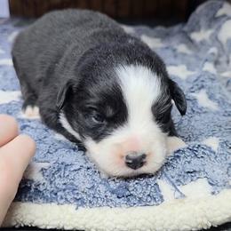 Colt - Black tri male Miniature Australian Shepherd puppy in Leonard, Texas from Tin Roof Aussies