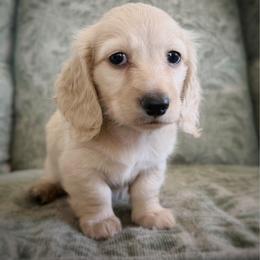 Hank - Cream male Dachshund puppy in Wylie, Texas from Lawson's Kennel