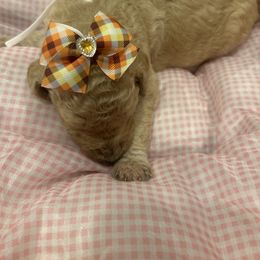 Luna - Apricot female Poodle puppy in Mobile, Alabama from Semmy’s Standard Poodle LLC