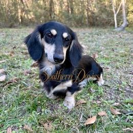 Cora - Dachshund