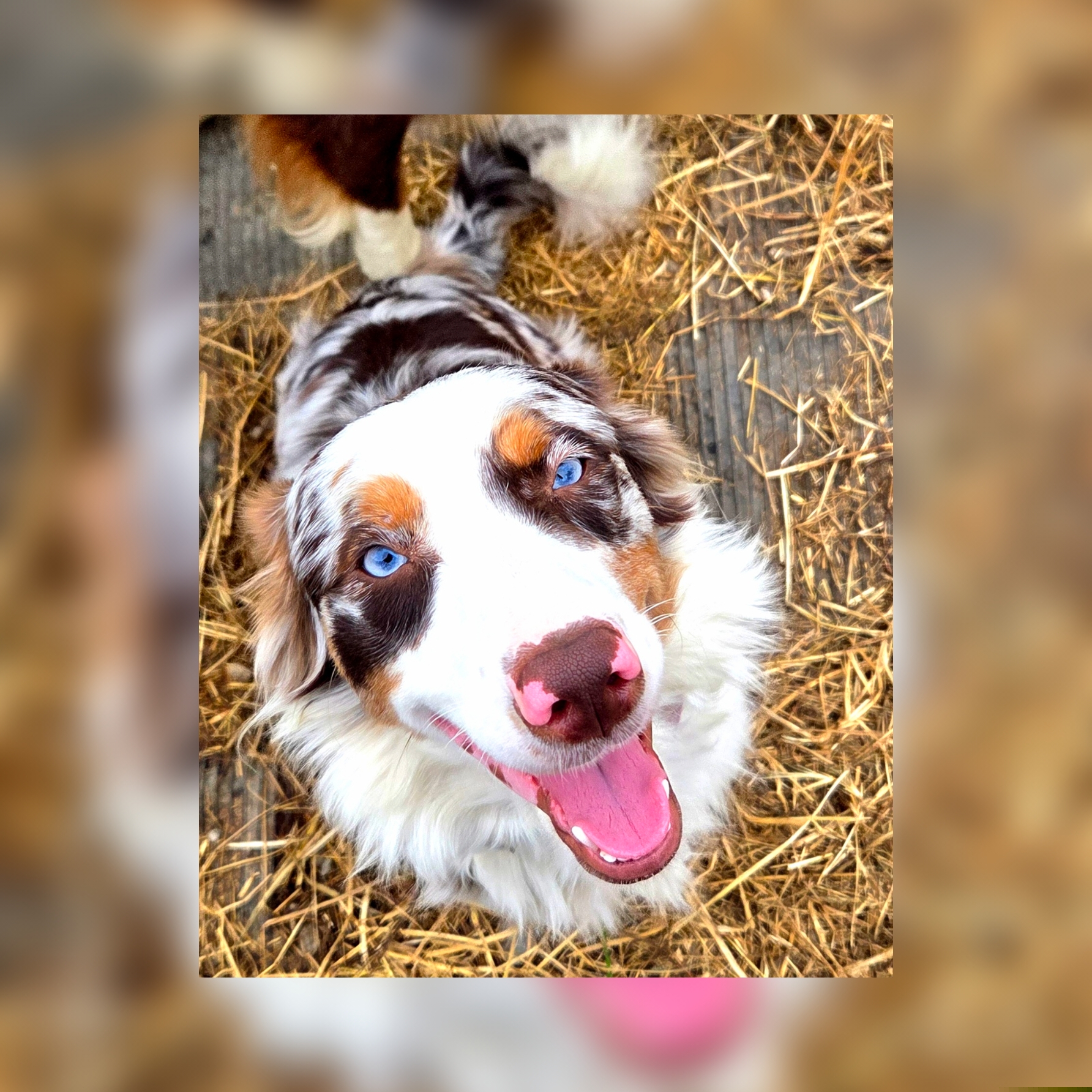 Mastiffs and Miniature Australian Shepherds from M&M Aussie's & Mastiff's