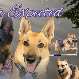 Border Collies and German Shepherds from Dog's Play