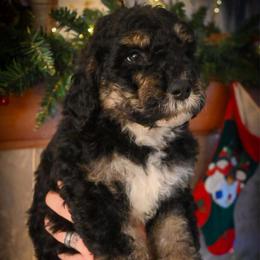 Dasher - black tri - Phantom male Bernedoodle puppy in Lookout, California from Remington Kennels, LLC