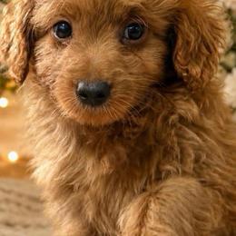 Puppy boy - Apricot male Goldendoodle puppy in Haleyville, Alabama from Susan’s Prefurred Doodles