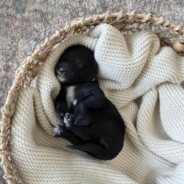 Bogie - Black and white male Aussiedoodle puppy in Davie, Florida from Miami Mini Doodles