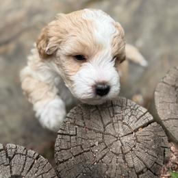 Chase - Merle male Bernedoodle puppy in Monument, Colorado from Colorado Dreamin Doodles