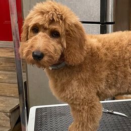 Goldendoodle All Grown Up from Cossey Doodles