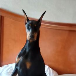 Faith - Doberman Pinscher