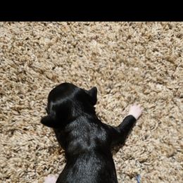Cookie - Black and white female Chinese Crested puppy in Clarksville, Tennessee from Andrews Chinese Cresteds and Euro Bassets