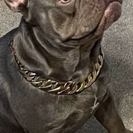 French Bulldogs from Life’s Kennels