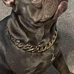 French Bulldogs from Life’s Kennels