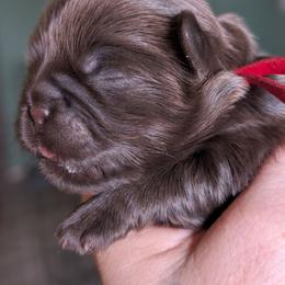 Riley - Chocolate male Shih Tzu puppy in Claxton, Georgia from Small Pawz Shih tzu