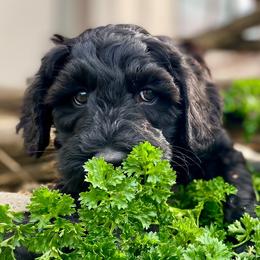 Australian Labradoodle Puppies from Starlight Ridge Australian Labradoodles