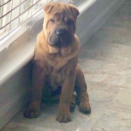 Chinese Shar-Pei Puppies from Sunspire Shar-pei