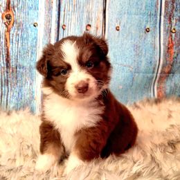 Australian Shepherd Puppies from Winsome Aussies