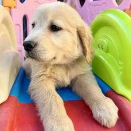 Bowie - Male - Golden male Golden Retriever puppy in Peoria, Arizona from Dani’s Dawgs