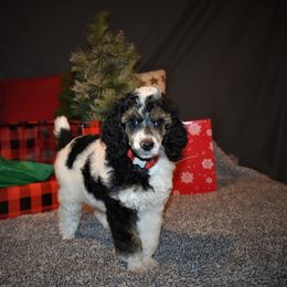 Vixen - G3 Red Female - Parti female Poodle puppy in Nelson, Missouri from MD Triple Creek Ranch