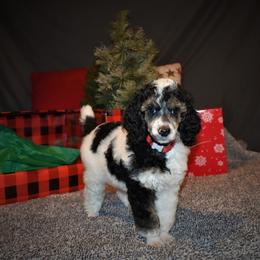 Vixen - G3 Red Female - Parti female Poodle puppy in Nelson, Missouri from MD Triple Creek Ranch