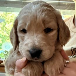 Princess Peach - Cream female Goldendoodle puppy in Puyallup, Washington from Dawnie’s Doodles