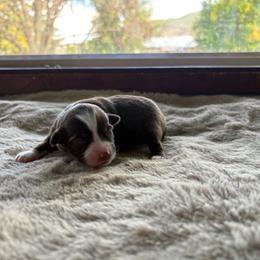 Ember - Red & white female Miniature Australian Shepherd puppy in Oroville, Washington from High Mountain Aussies