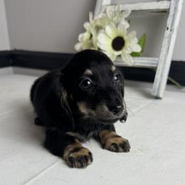 Harry - Black and cream male Dachshund puppy in Gilbertsville, Kentucky from DeLaunes Dachshunds