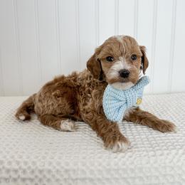 Grey Collar puppy - Red  male Goldendoodle puppy in Newcastle, Oklahoma from Ritzy Creek Doodles