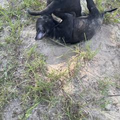 Vietnamese Phu Quoc Ridgeback Puppies from Phu Quoc Ridgebacks of Mississippi