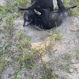 Vietnamese Phu Quoc Ridgeback Puppies from Phu Quoc Ridgebacks of Mississippi