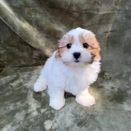 Hunter - Brown and white male Shichon puppy in Onawa, Iowa from Parico Puppies