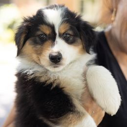 Australian Shepherd All Grown Up from Mad Ranch