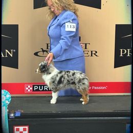 Rippy Do - Toy Australian Shepherd