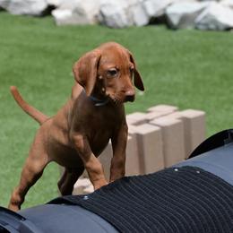 Mr Blue - Golden rust male Vizsla puppy in Lexington, Kentucky from Summit Vizsla (we can deliver to you)