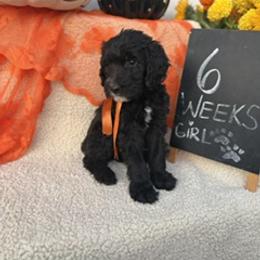 White - Black female Sheepadoodle puppy in Whittier, California from HOUSE OF DOODLES