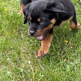 Rottweiler Puppies from Alpha Co. Rottweilers
